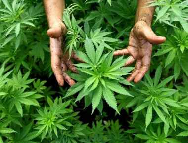 Η Ελληνική αστυνομία «ξετρύπωσε» 3.000 χασισόδενδρα σε Τριφυλία και Μάνη